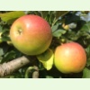 Apfel1